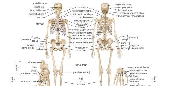 Top Skeletal System Flashcards Proprofs